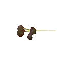 chou pak choi micro green seeds.webp