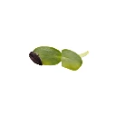 micro pousse tournesol feuille.webp