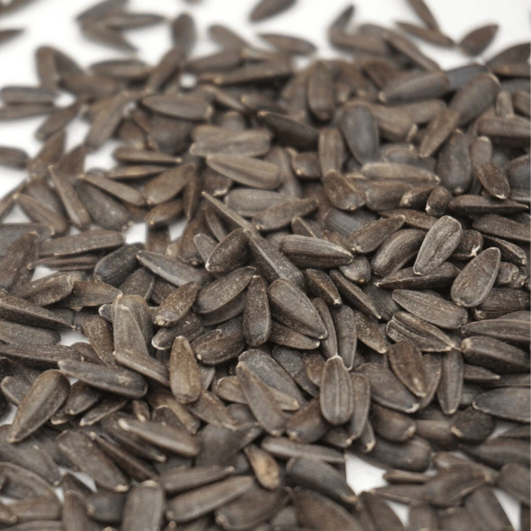 Graines Tournesol micro-pousses.webp