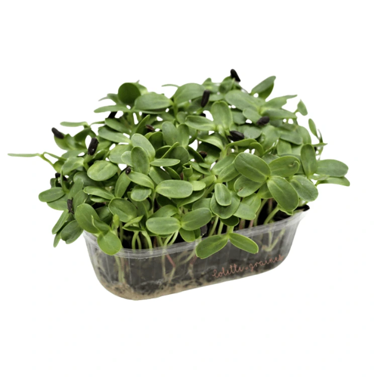 Tournesol microgreen.webp