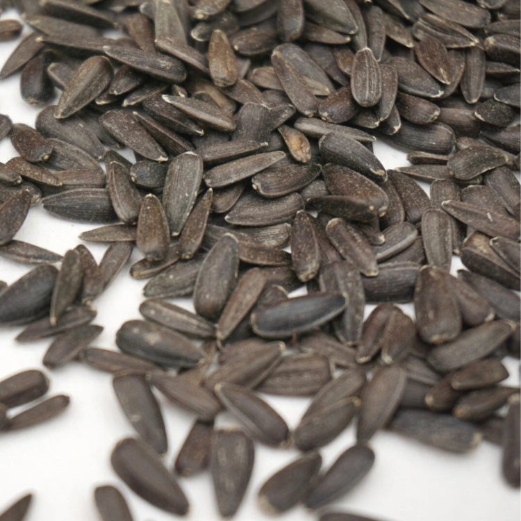 Graines de tournesol pour micro-pousses.webp