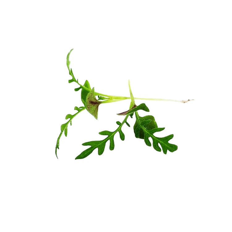 Colette graines micro pousse lavande.webp