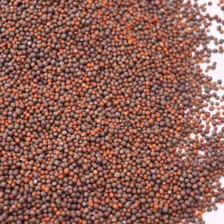 cress moutarde rouge colette graines.webp