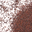 seeds colette moutarde rouge.webp