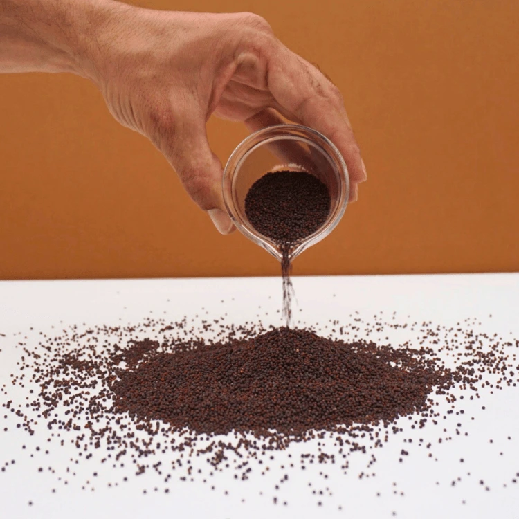 graines de moutarde pour micro pousse.webp
