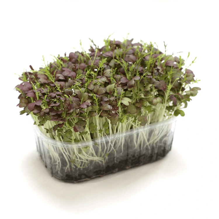 graines de micro pousse moutarde rouge seed.webp