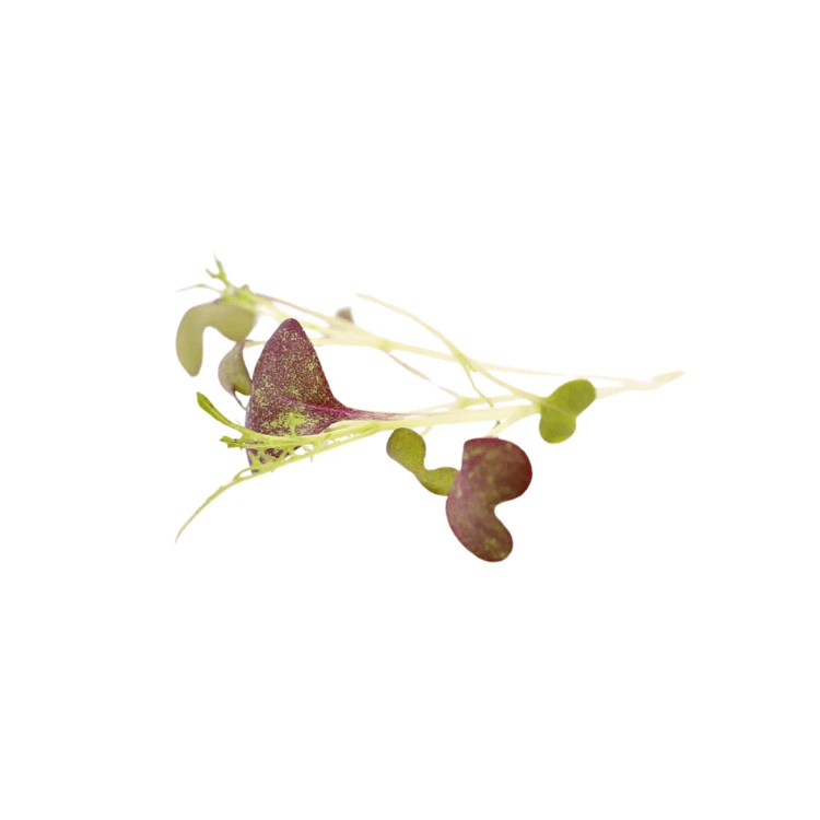 microgreen moutarde rouge colette.webp