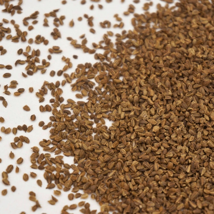microgreen carotte cress.webp