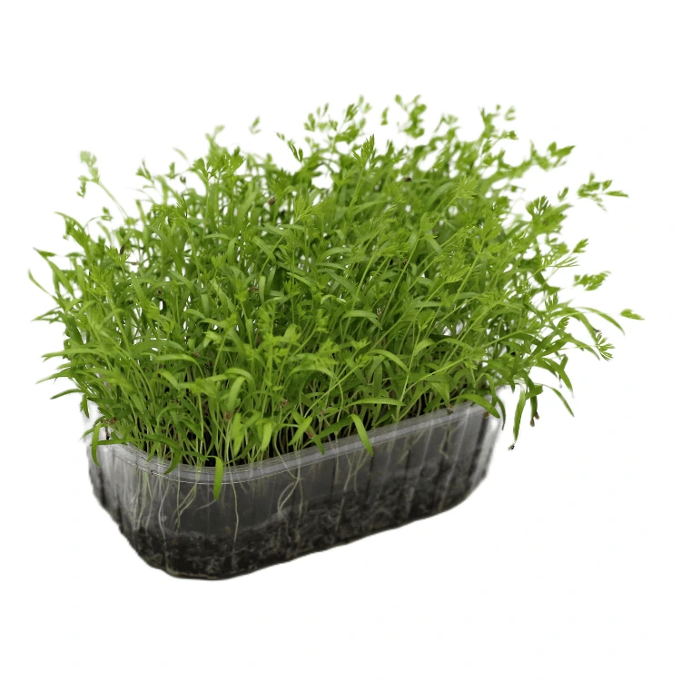 graines micropousses colette seed.webp