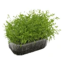 graines micropousses colette seed.webp