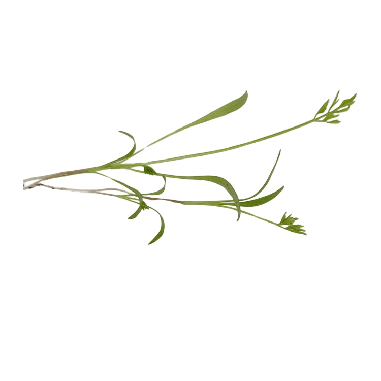 cress carote micro pousse.webp
