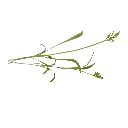 cress carote micro pousse.webp