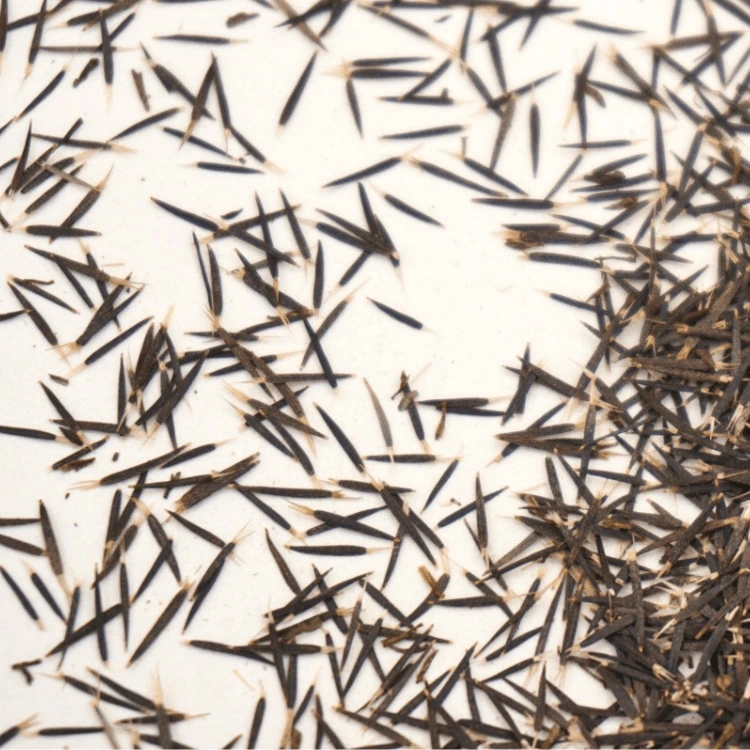 microgreen tagete passion colette graines.webp