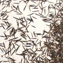 microgreen tagete passion colette graines.webp