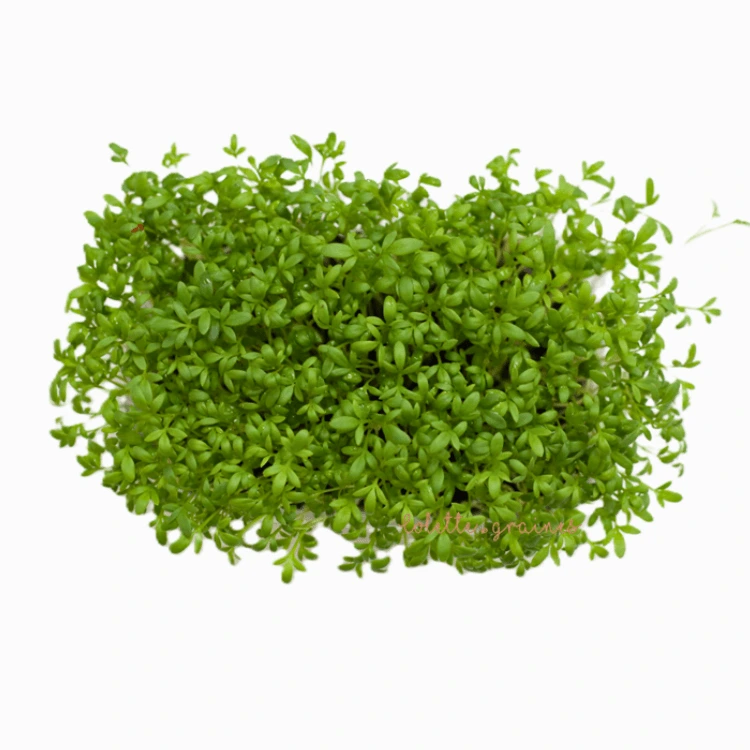 Graines de Cresson bio pour micro-pousses