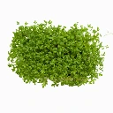 Graines de Cresson bio pour micro-pousses