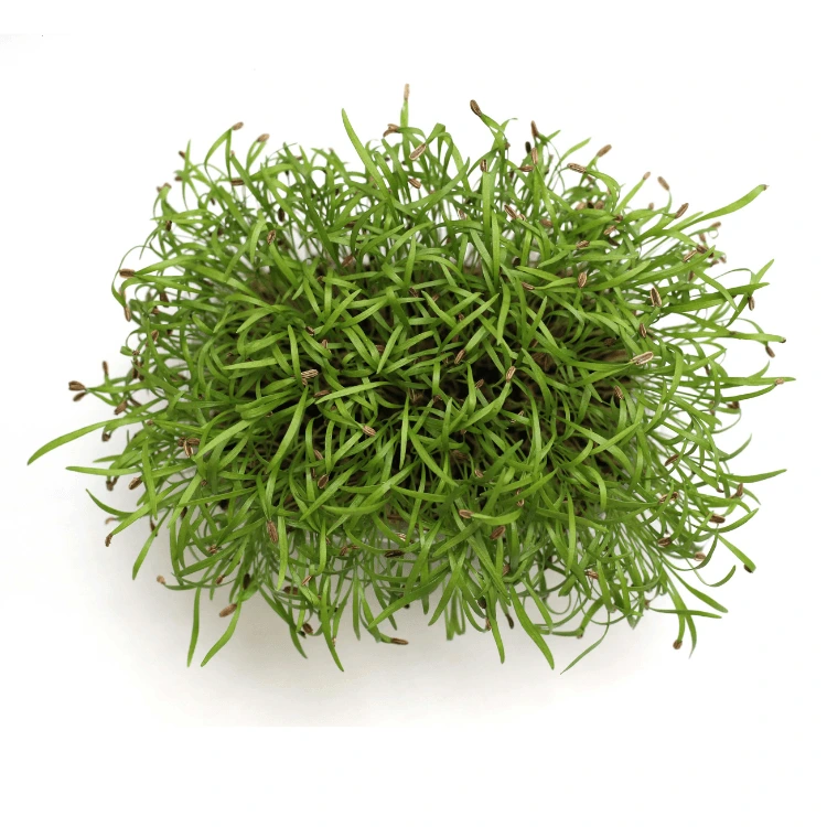 Graines de Fenouil bio pour micro-pousses