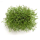 Graines de Fenouil bio pour micro-pousses