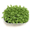 Graines de Ficoïde glaciale pour micro-pousses
