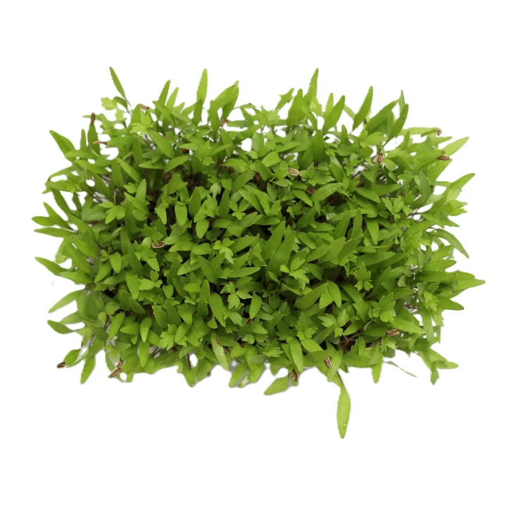 [SALIVECHENT50] Graines de Livèche pour micro-pousses (50g)
