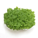 Graines de Mélisse bio pour micro-pousses