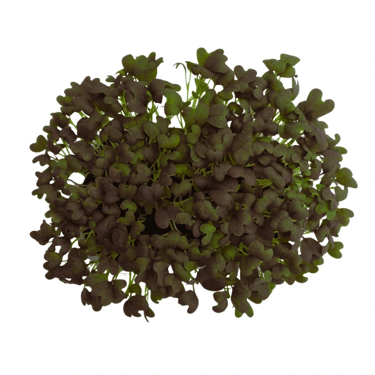 [SAMIZUNAROUGEAB150] Graines de Mizuna rouge bio pour micro-pousses (150g)