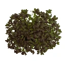 Graines de Mizuna rouge bio pour micro-pousses