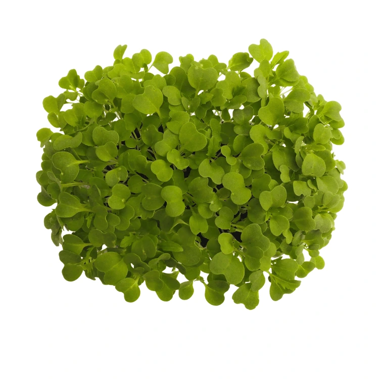 [SAMIZUNAVERTEAB150] Graines de Mizuna verte bio pour micro-pousses (150g)