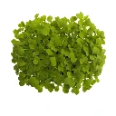 Graines de Mizuna verte bio pour micro-pousses