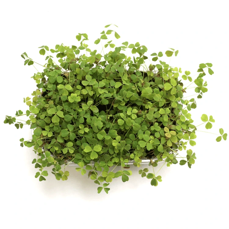 [SAOXALISVERTENT20] Graines d'Oxalis verte pour micro-pousses (20g)