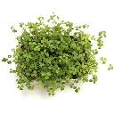 Sachet d'oxalis verte
