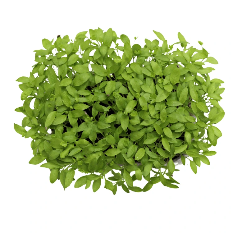 [SAPERSILAB50] Graines de Persil bio pour micro-pousses (50g)
