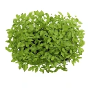 Graines de Persil bio pour micro-pousses
