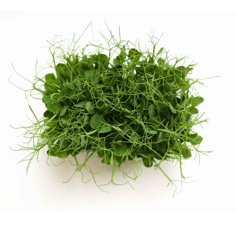 Graines de Pois vert vrillé bio pour micro-pousses