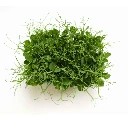 Graines de Pois vert vrillé bio pour micro-pousses