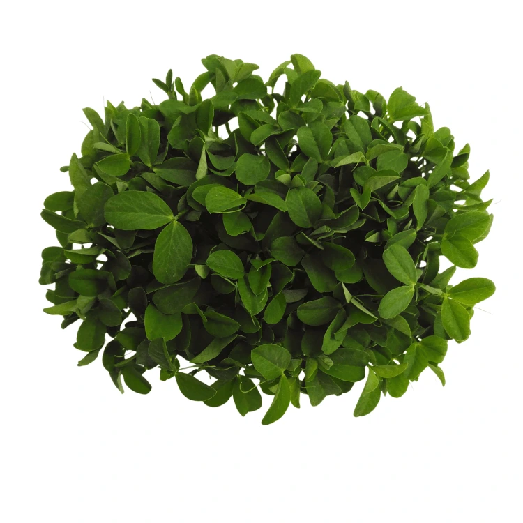 [SAPOISVERTNONVRILLEAB150] Graines de Pois vert non vrillé bio pour micro-pousses (150g)