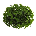 Graines de Pois vert non vrillé bio pour micro-pousses