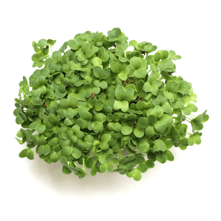 [SARADISDAIKONAB150] Graines de Radis Daikon bio pour micro-pousses (150g)