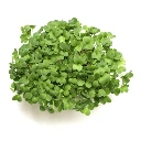Graines de Radis Daikon bio pour micro-pousses
