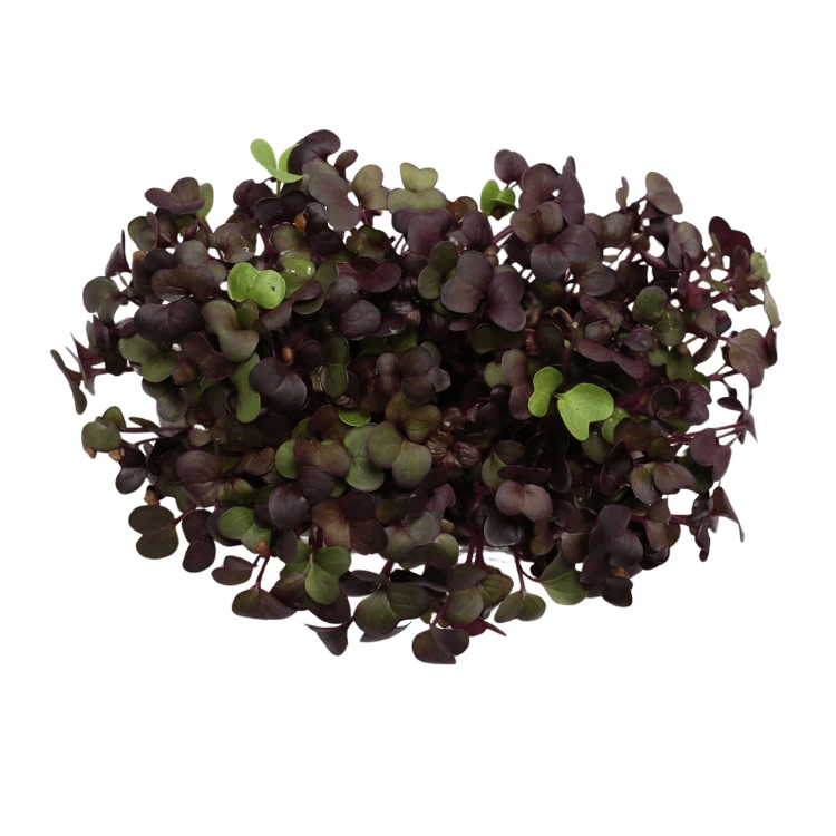 [SARADISPOURPREAB150] Graines de Radis Pourpre bio pour micro-pousses (150g)