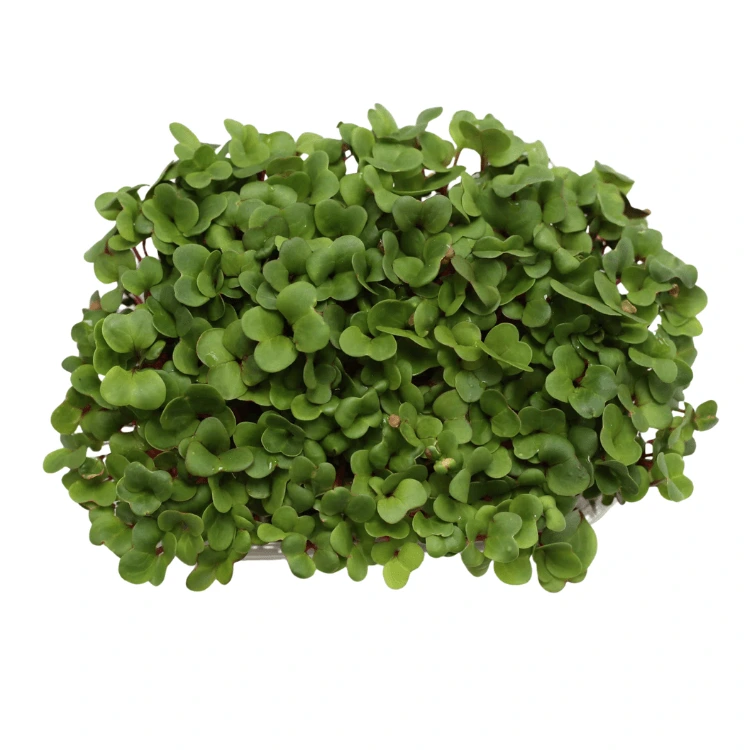 Graines de Radis Sangria bio pour micro-pousses