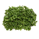 Graines de Radis Sangria bio pour micro-pousses
