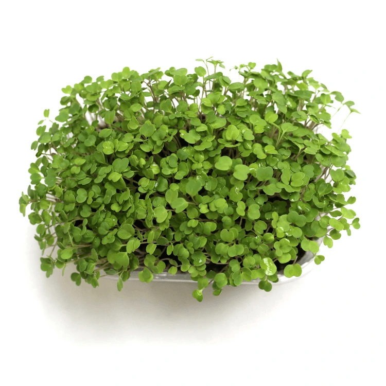 [SAROQUETTEAB150] Graines de Roquette bio pour micro-pousses (150g)
