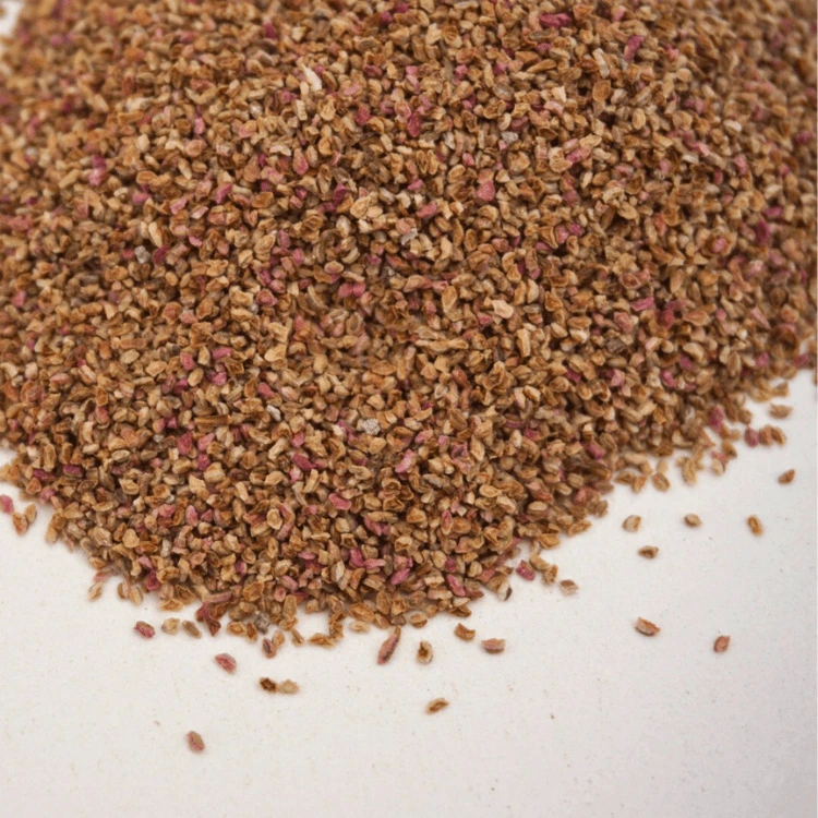 [SASALICORNENT20] Graines de Salicorne pour micro-pousses (20g)