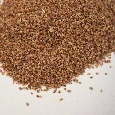 Graines de Salicorne pour micro-pousses