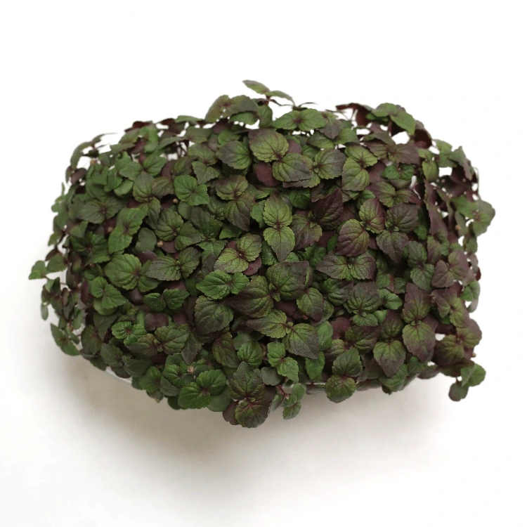 Graines de Shiso bicolore pour micro-pousses