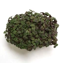 Graines de Shiso bicolore pour micro-pousses