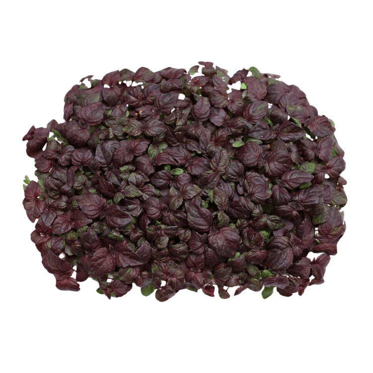 Graines de Shiso pourpre pour micro-pousses