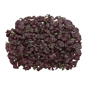 Graines de Shiso pourpre pour micro-pousses
