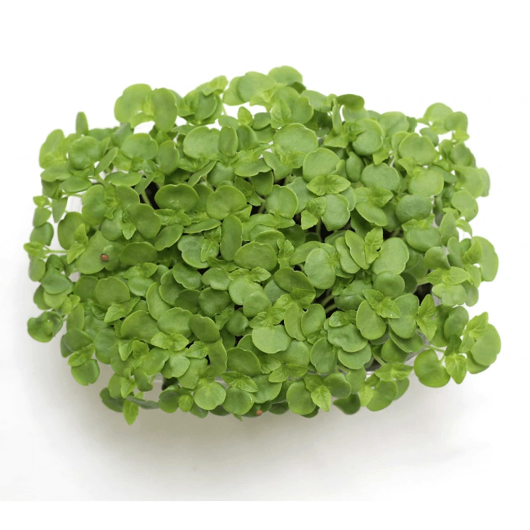 [SASHISOVERTNT50] Graines de Shiso vert pour micro-pousses (50g)
